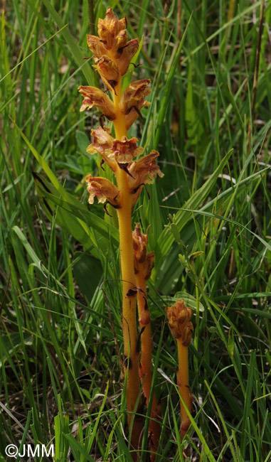 Orobanche gracilis