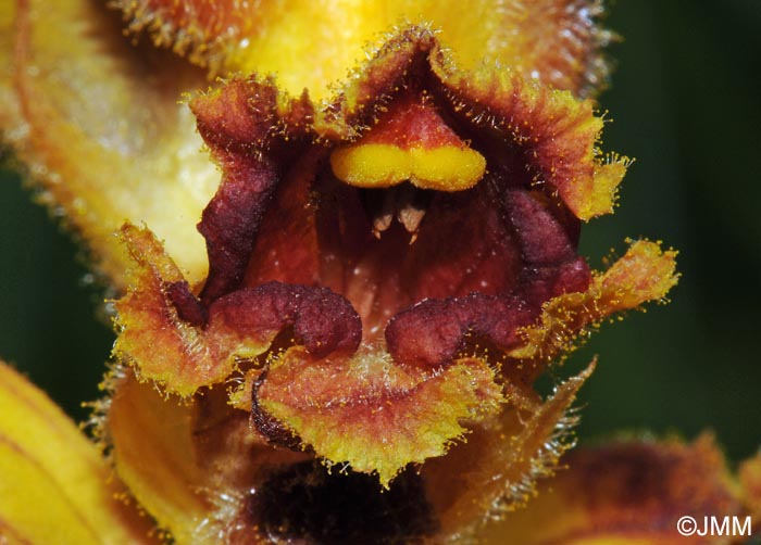 Orobanche gracilis