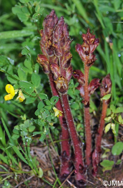 Orobanche gracilis sur Lotus corniculatus