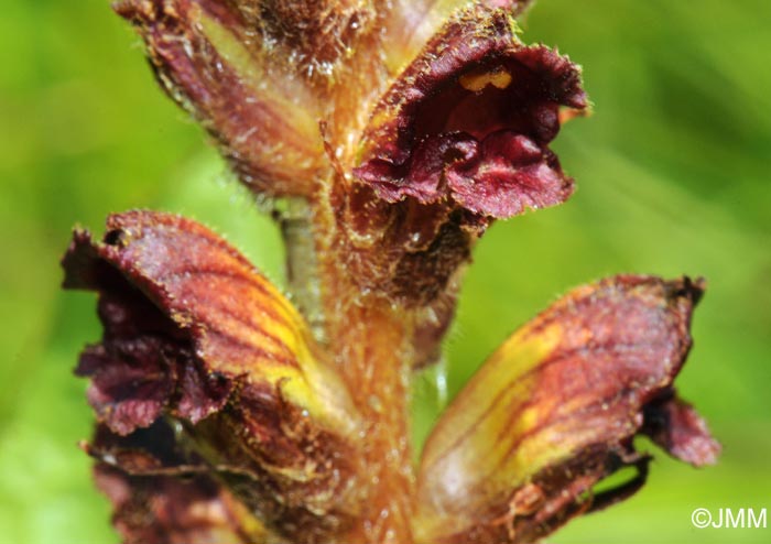 Orobanche gracilis