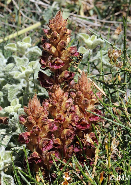 Orobanche gracilis