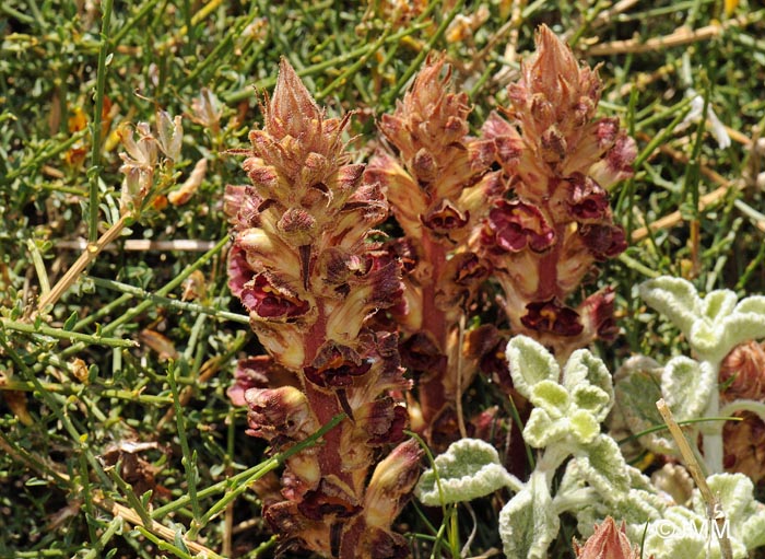 Orobanche gracilis