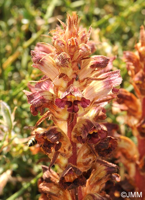 Orobanche gracilis