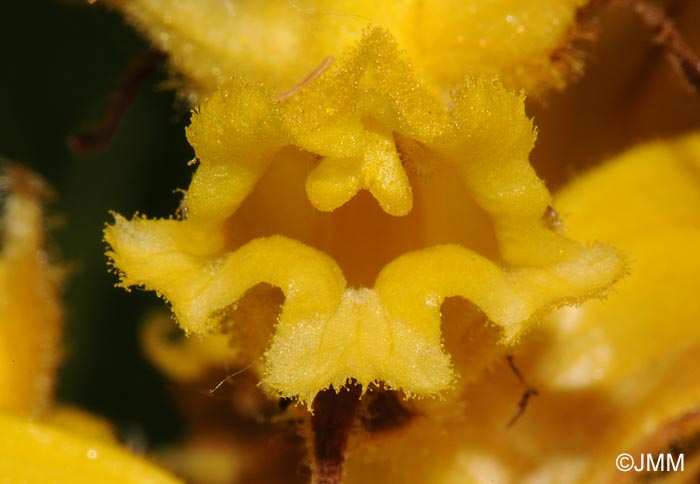 Orobanche gracilis var. citrina