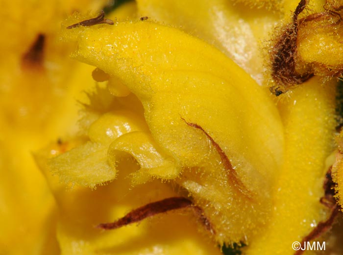 Orobanche gracilis var. citrina