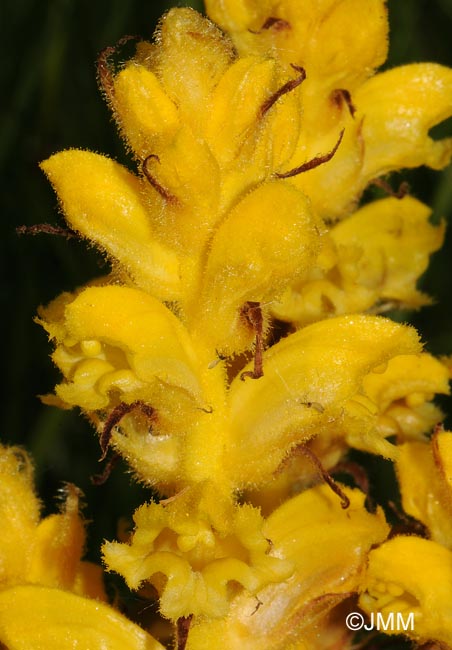Orobanche gracilis var. citrina