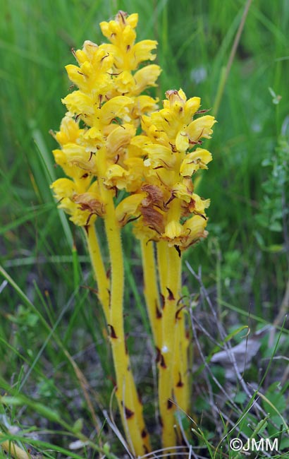 Orobanche gracilis var. citrina