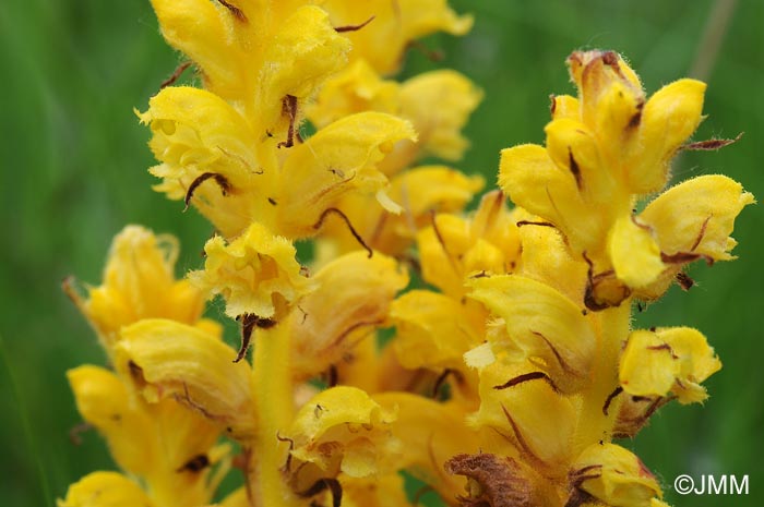 Orobanche gracilis var. citrina