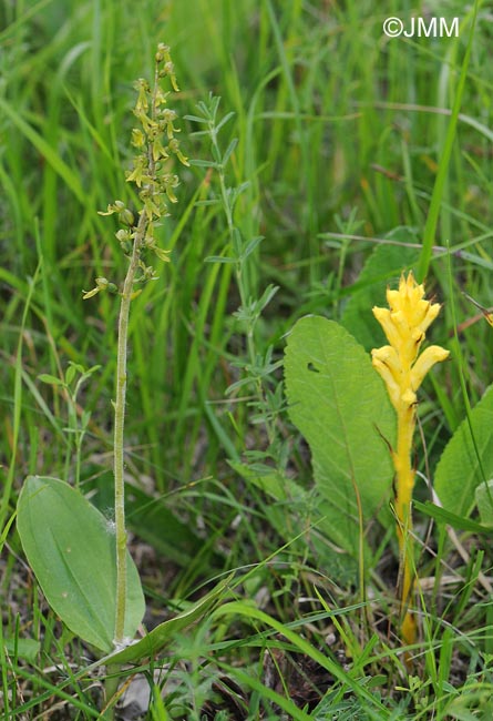 Orobanche gracilis var. citrina & Listera ovata