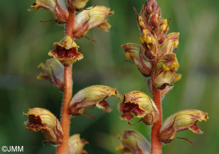 Orobanche gracilis