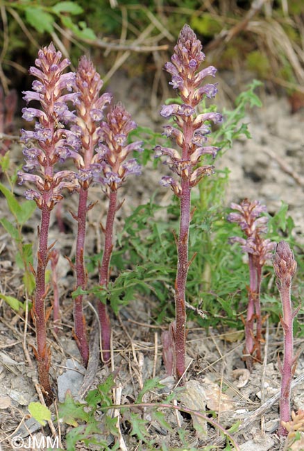 Orobanche grenieri