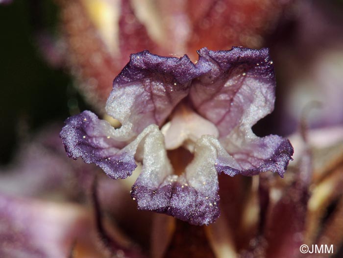 Orobanche grenieri