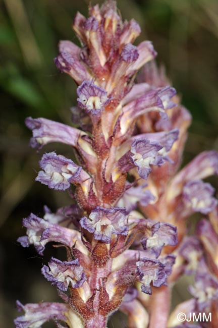 Orobanche grenieri