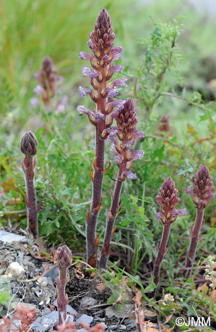 Orobanche grenieri