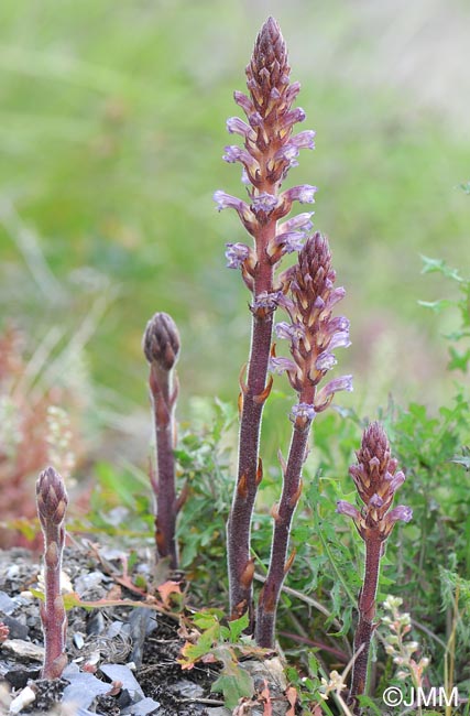 Orobanche grenieri