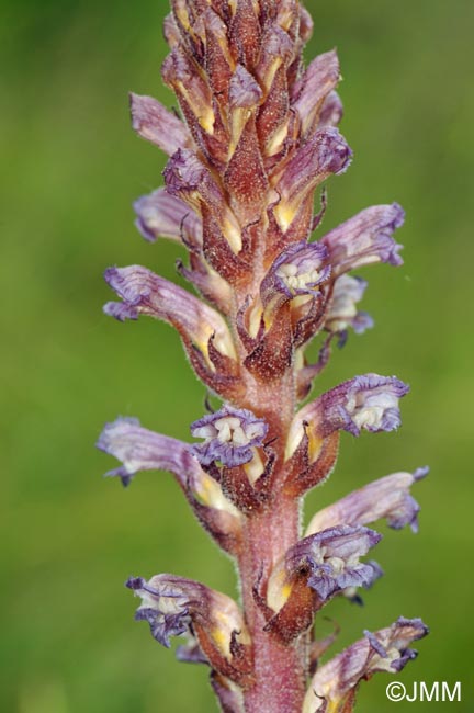 Orobanche grenieri