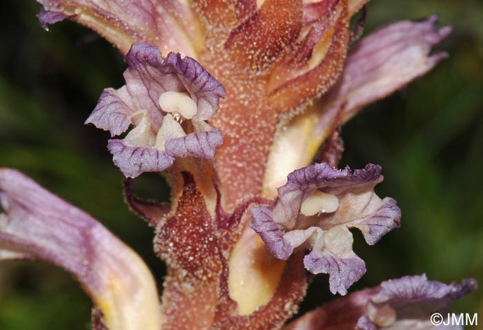 Orobanche grenieri