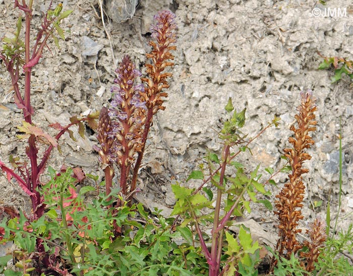 Orobanche grenieri