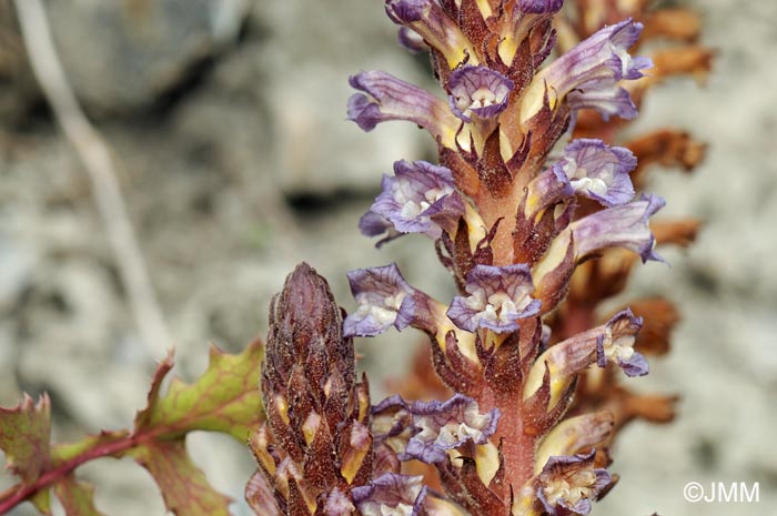 Orobanche grenieri