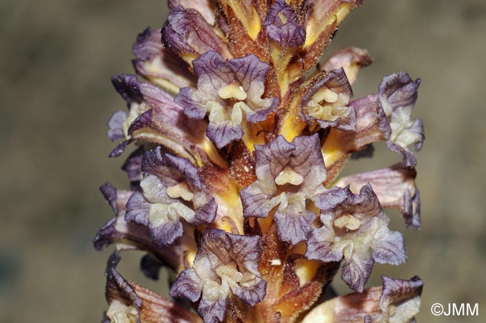 Orobanche grenieri