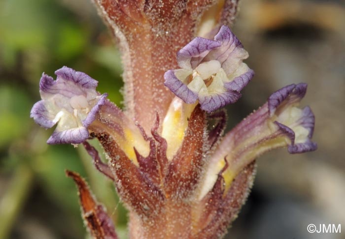 Orobanche grenieri