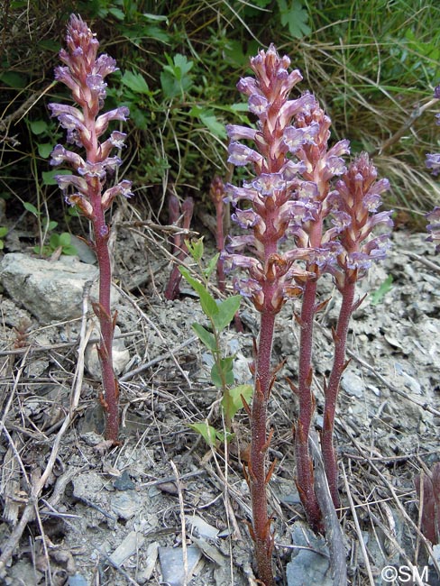 Orobanche grenieri