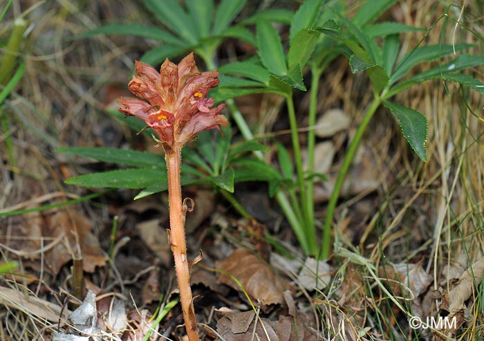 Orobanche haenseleri