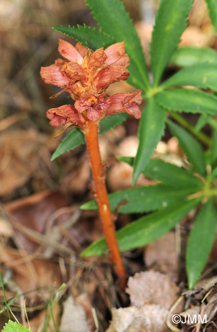 Orobanche haenseleri