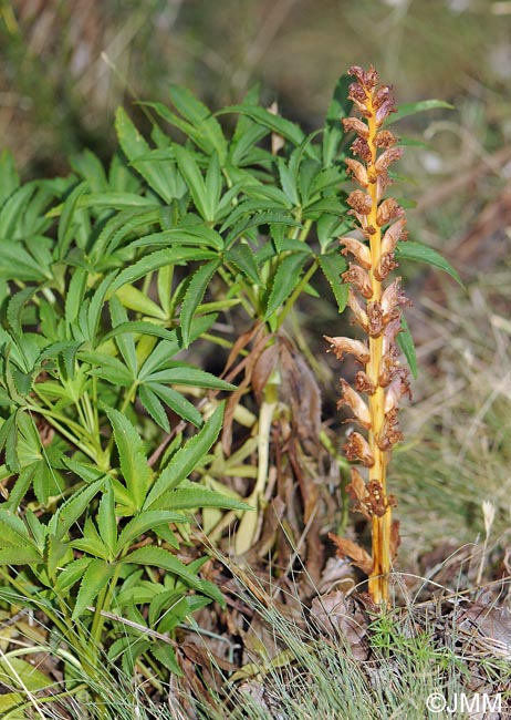 Orobanche haenseleri