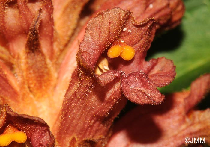 Orobanche haenseleri