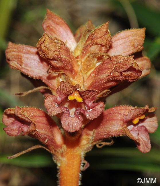 Orobanche haenseleri