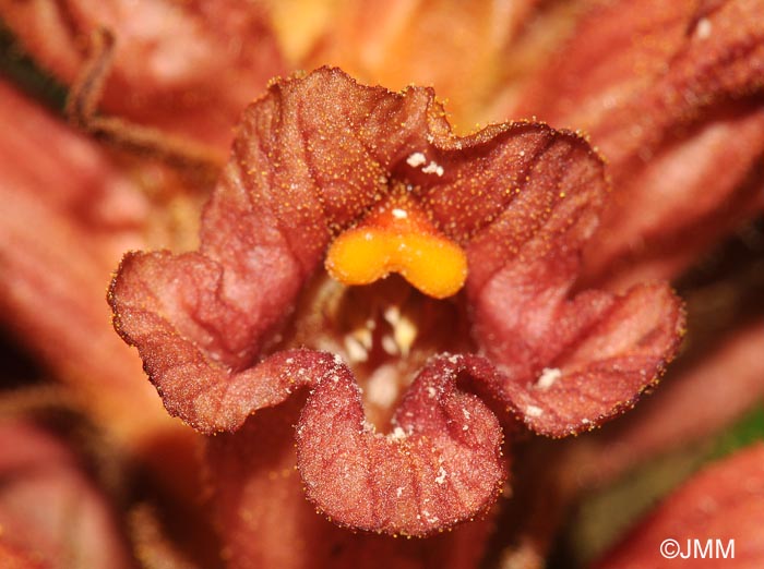 Orobanche haenseleri