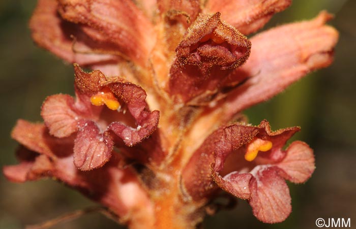 Orobanche haenseleri