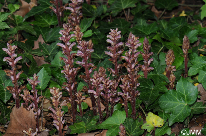 Orobanche hederae