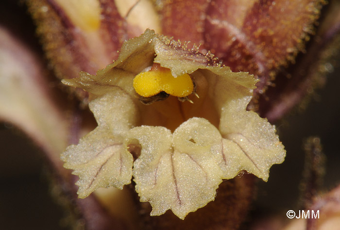 Orobanche hederae