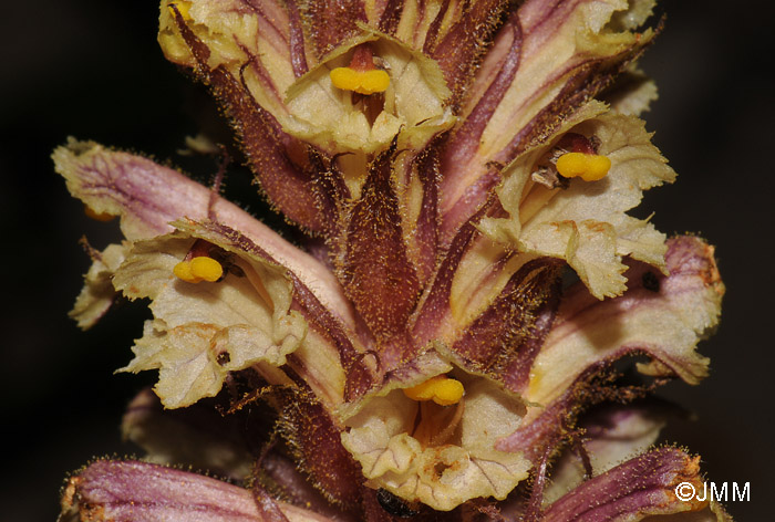 Orobanche hederae