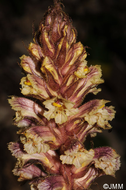 Orobanche hederae