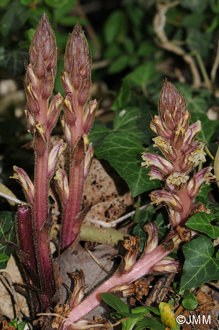 Orobanche hederae