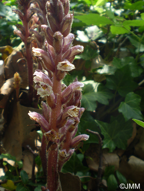 Orobanche hederae