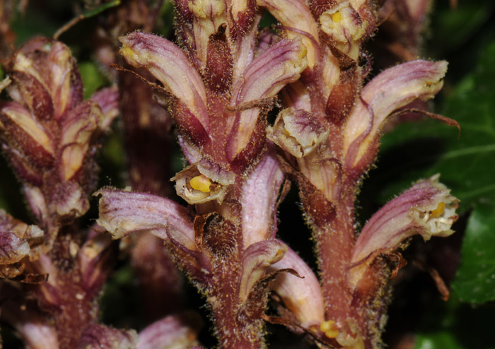 Orobanche hederae