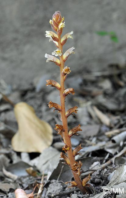 Orobanche hederae