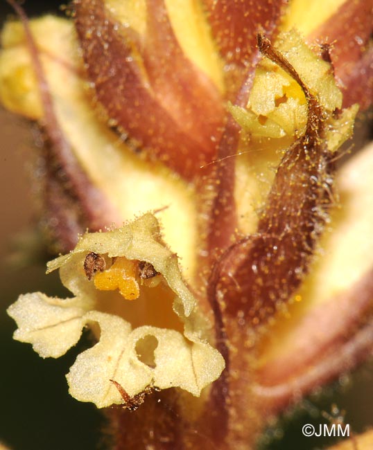 Orobanche hederae