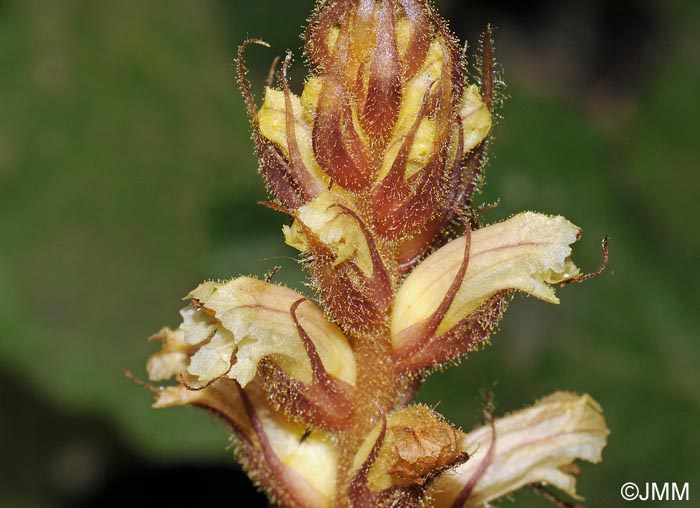 Orobanche hederae