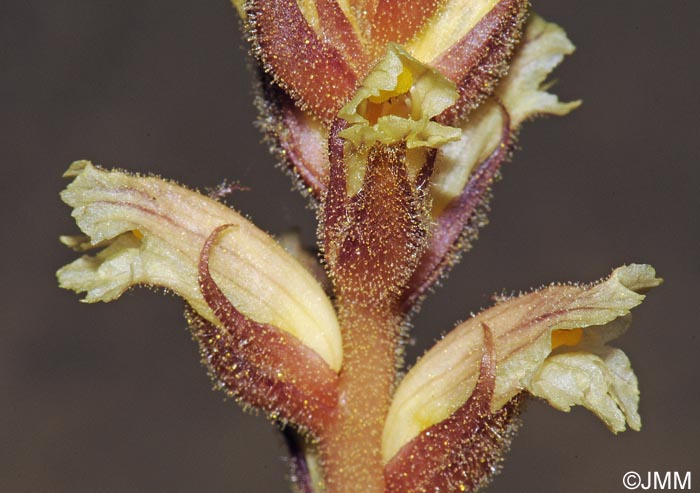 Orobanche hederae