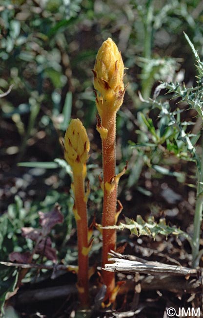 Orobanche kochii = Orobanche ritro