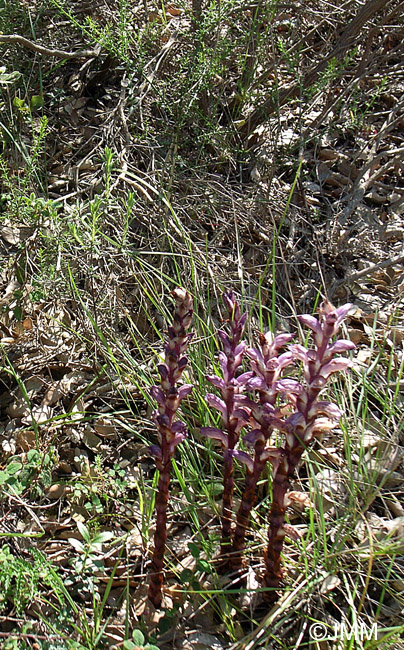 Orobanche latisquama