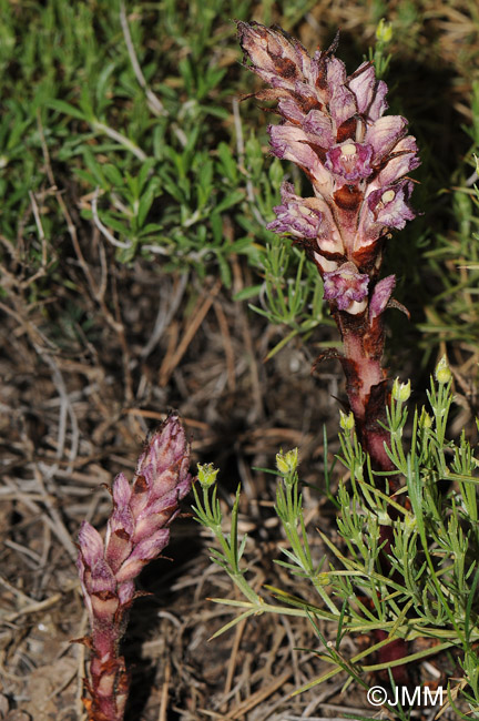 Orobanche latisquama