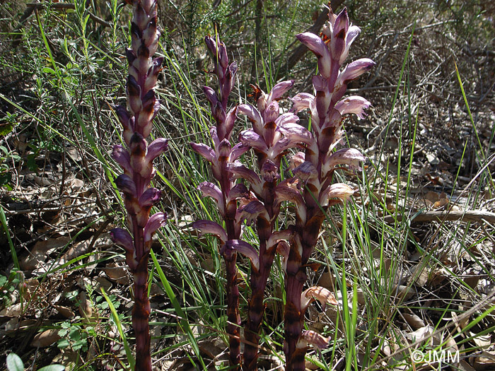 Orobanche latisquama