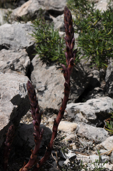 Orobanche latisquama