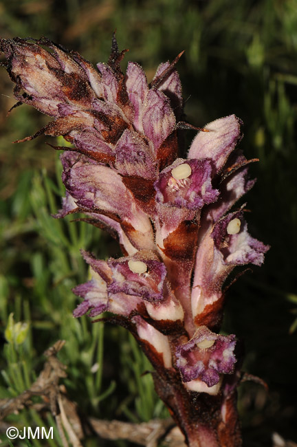 Orobanche latisquama